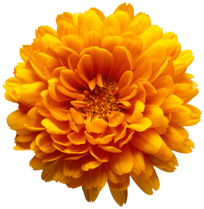 Orange Chrysanthemum Flower Transparent Clip Art Image 