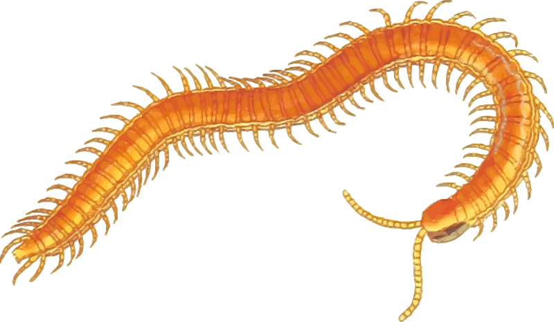 Free Centipede Cliparts, Download Free Centipede Cliparts png images