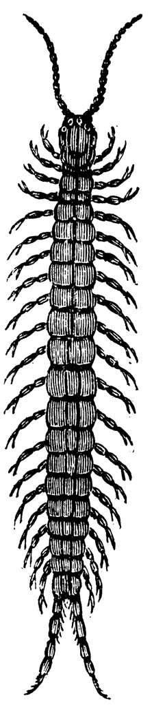 Centipede Clip Art