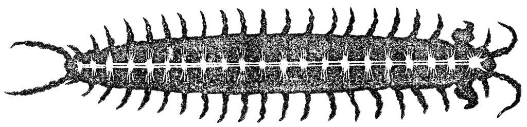 Diagram of the Nervous System of a Centipede