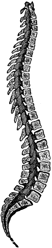 free clip art human spine - photo #26