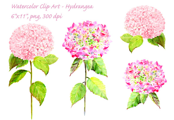 free clip art hydrangea flowers - photo #24