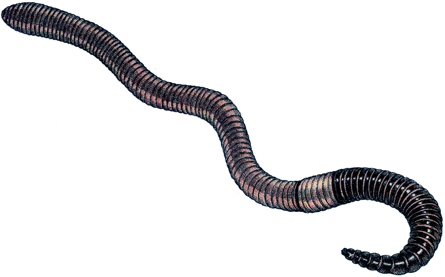 free earthworm clipart - photo #49