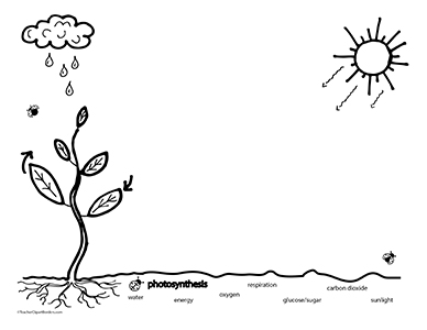 clipart photosynthesis worksheet