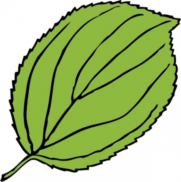 clipart photosynthesis - photo #35