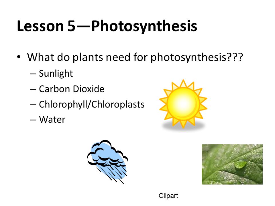 clipart photosynthesis - photo #23