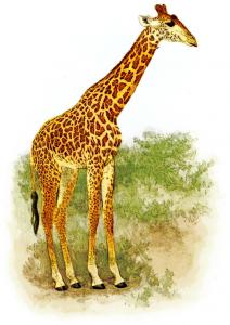 Giraffe 3 Clip Art Download