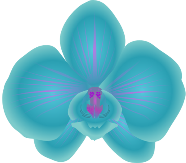 Blue Orchid Clipart 