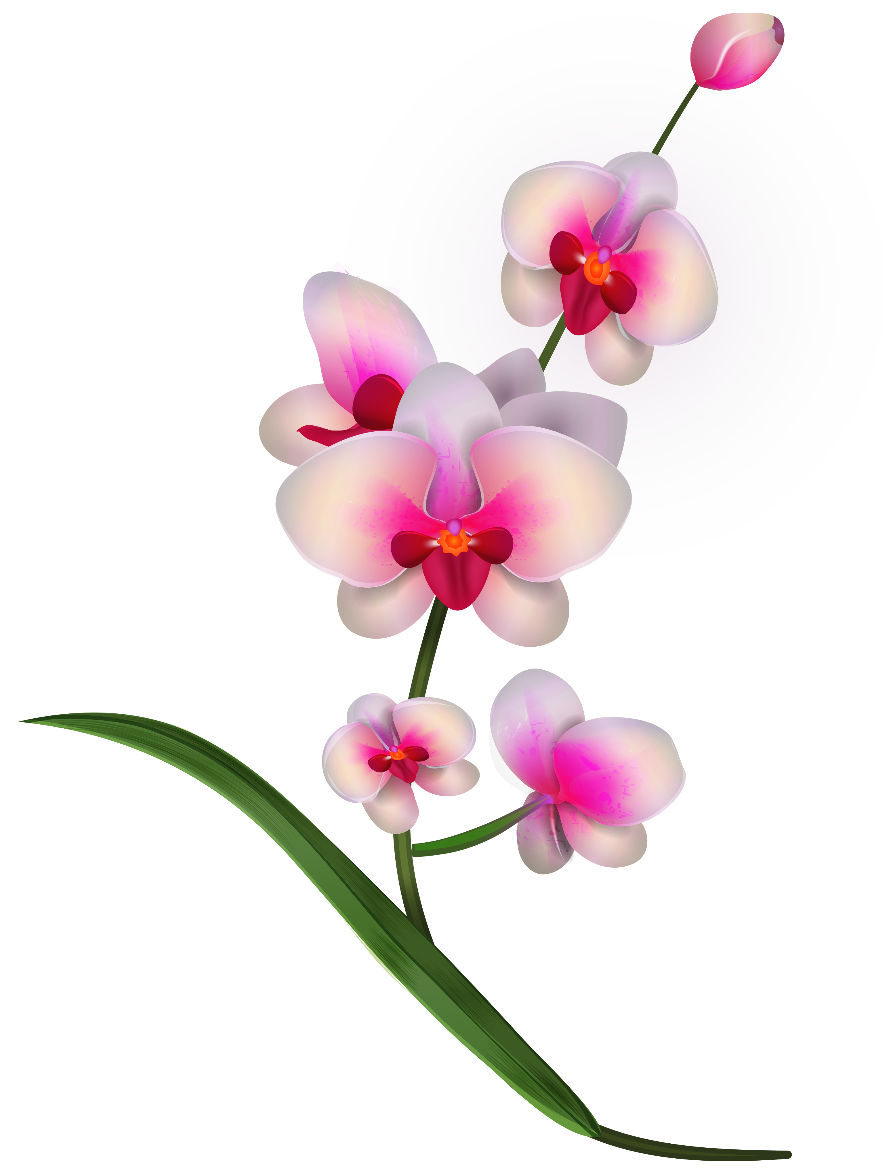 orchid flower clip art free - photo #11