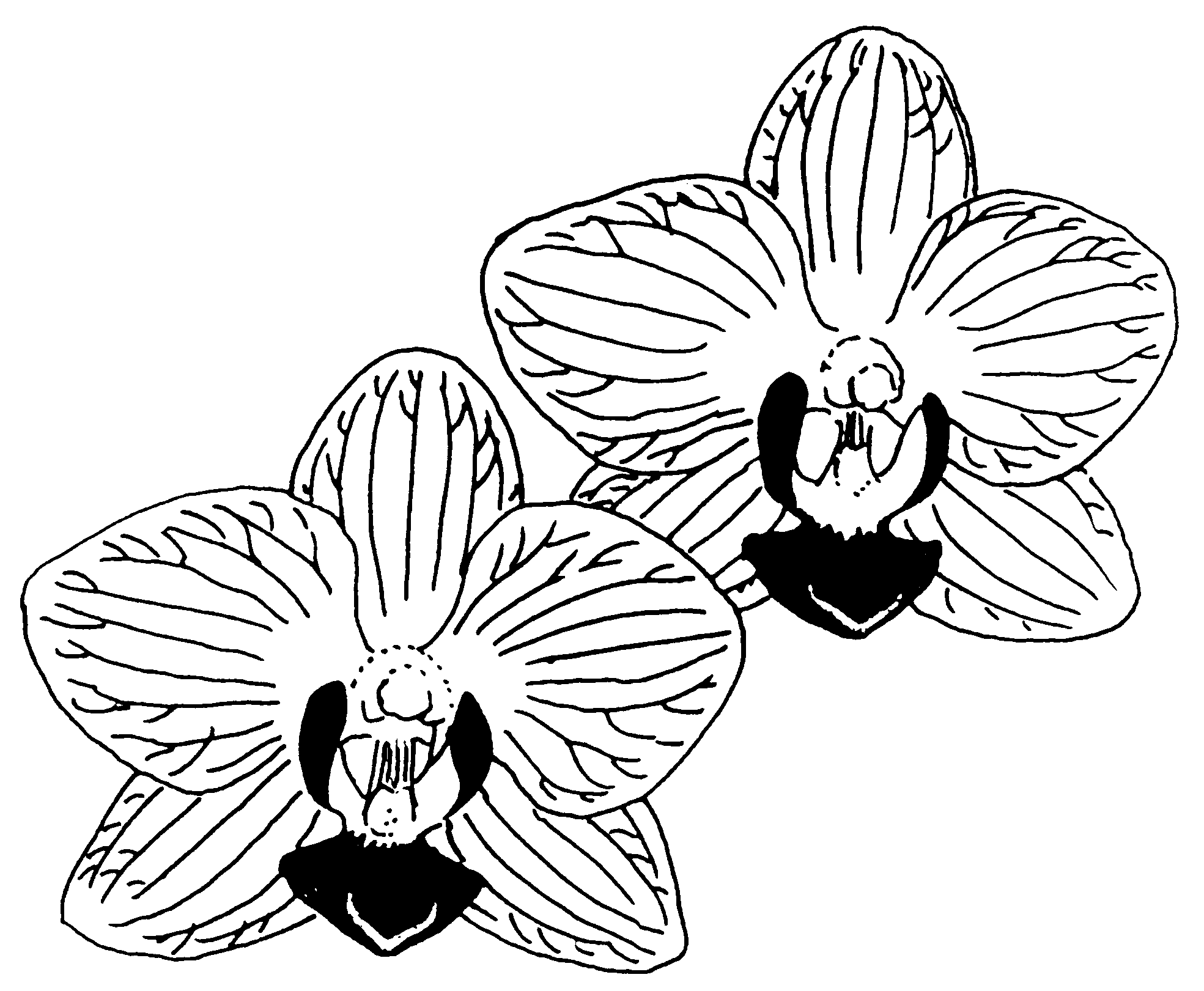 Clip Art Black And White Orchid Clipart 