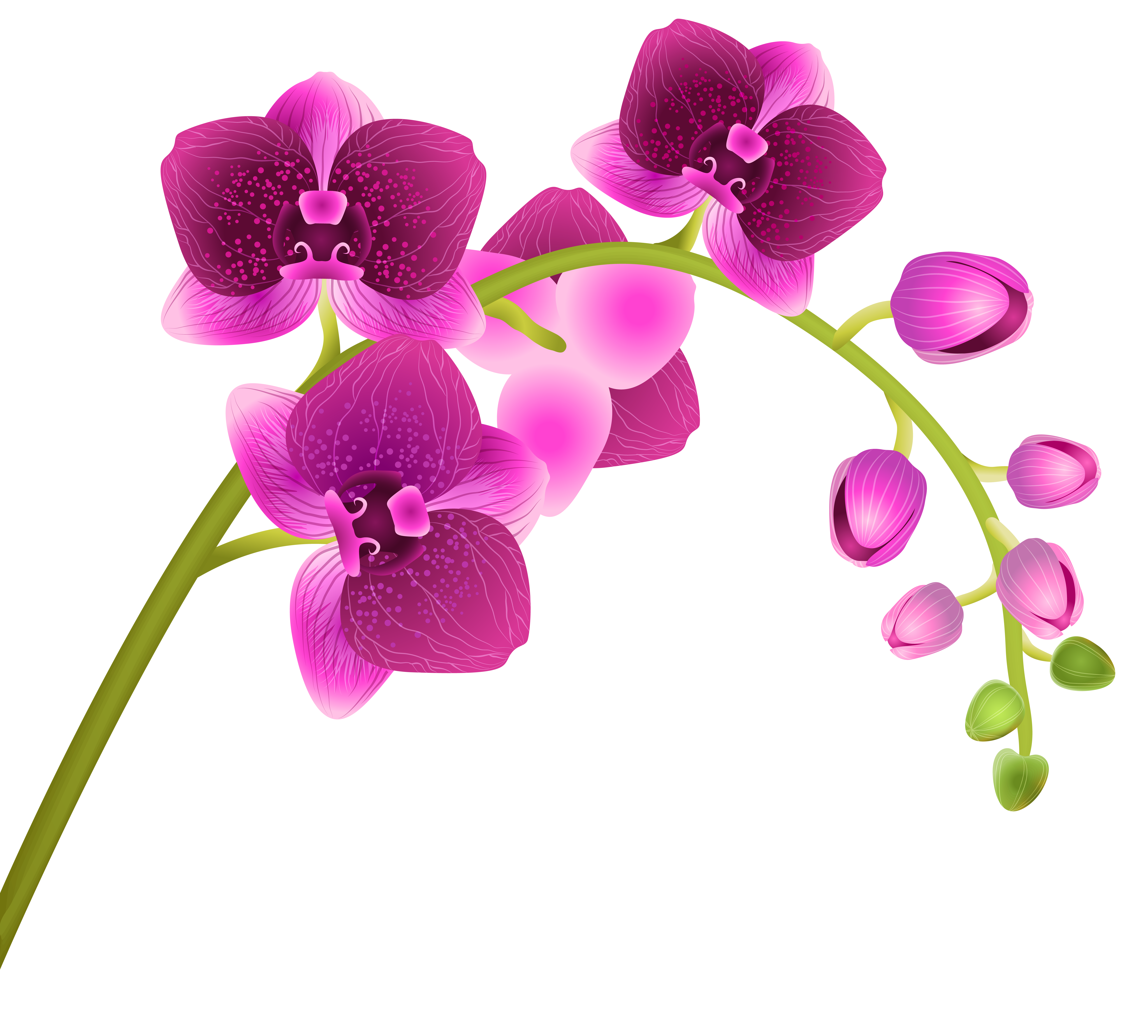 Orchid Flower Transparent PNG Clip Art Image