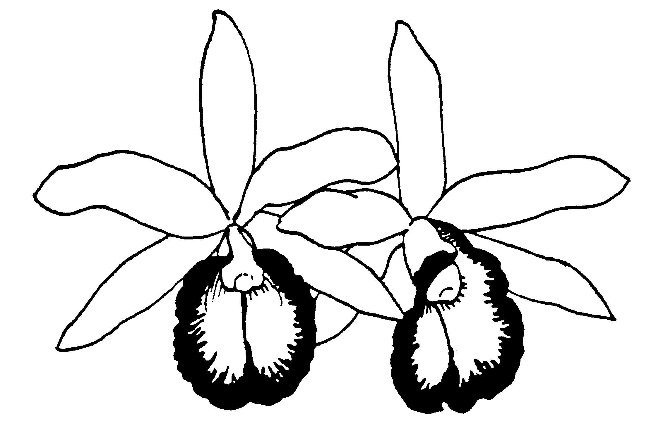Free Black And White Orchid Clipart 