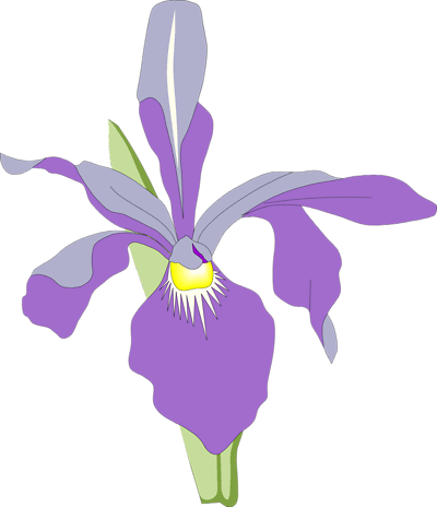 All Clipart: Orchid Clipart 