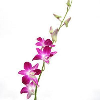 Orchid Clip Art 