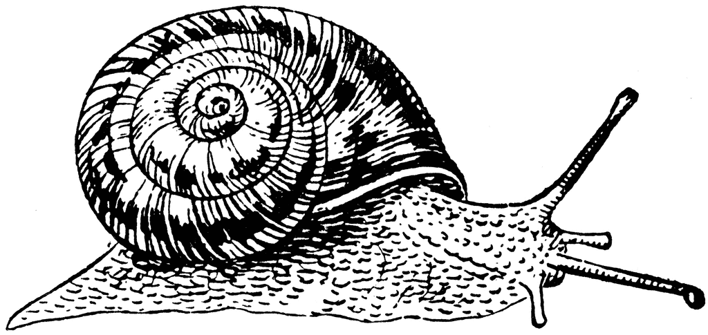African Snail 