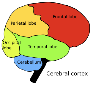 Brain Clipart Image