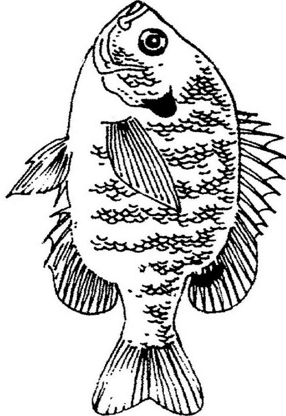 Fish Clip Art Library Free Coloring Pages Walleye