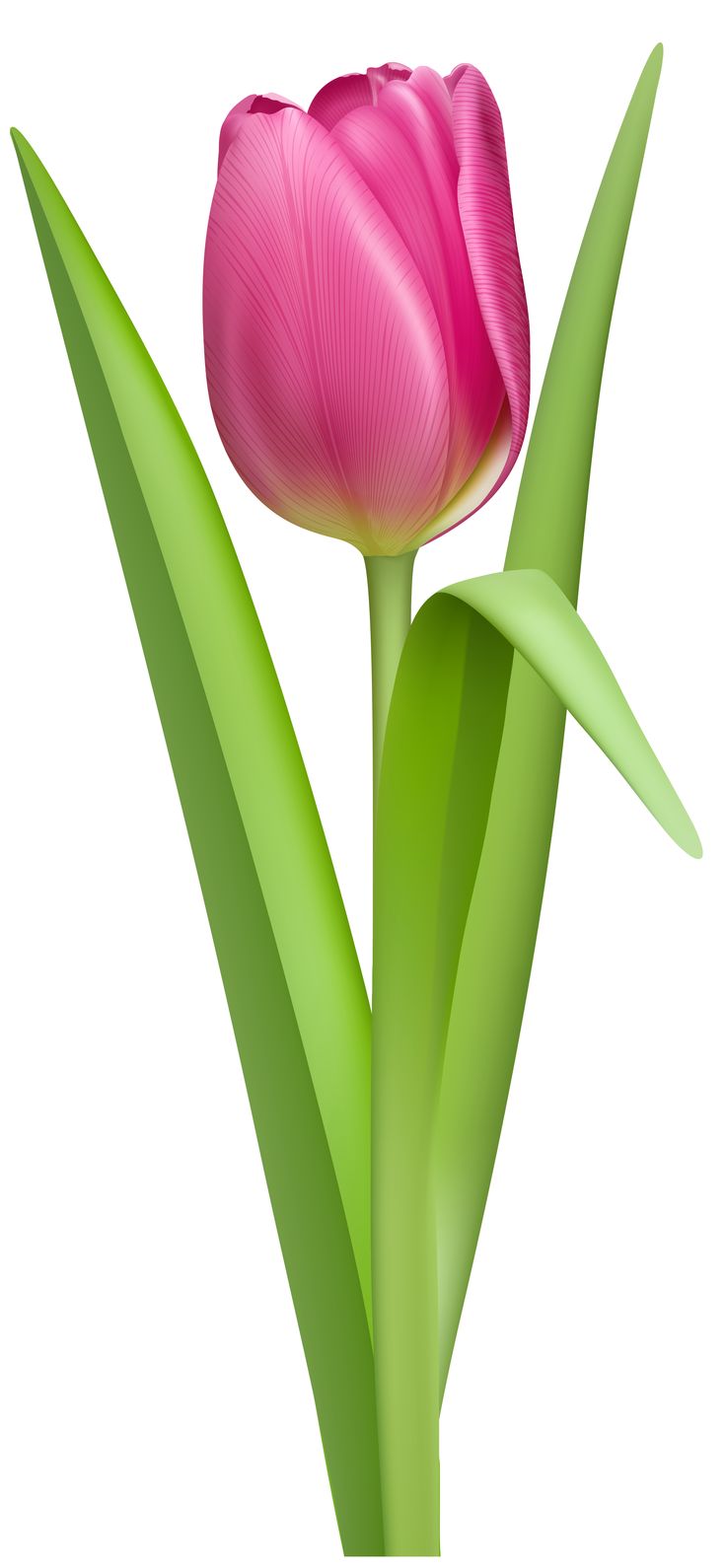 Red Transparent Tulips Flowers Clipart 