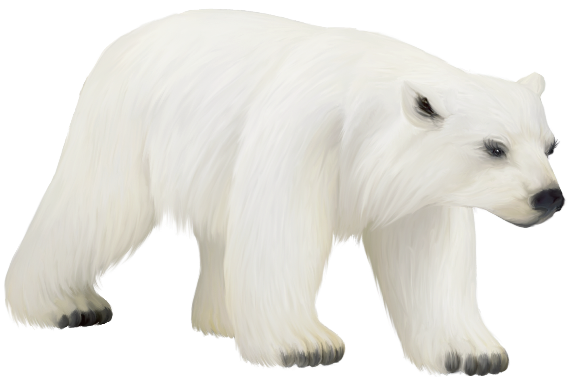 Polar bear bear clip art vector bear graphics image