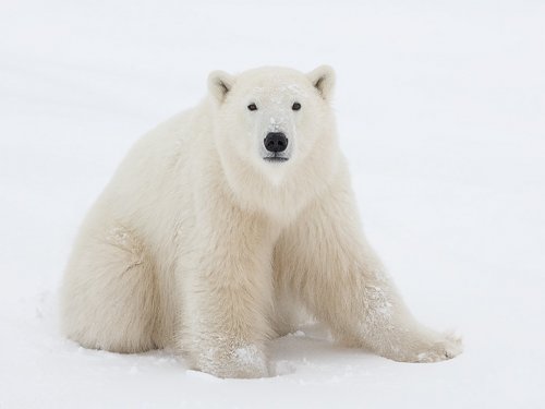 Polar bear clip art polar bear image image
