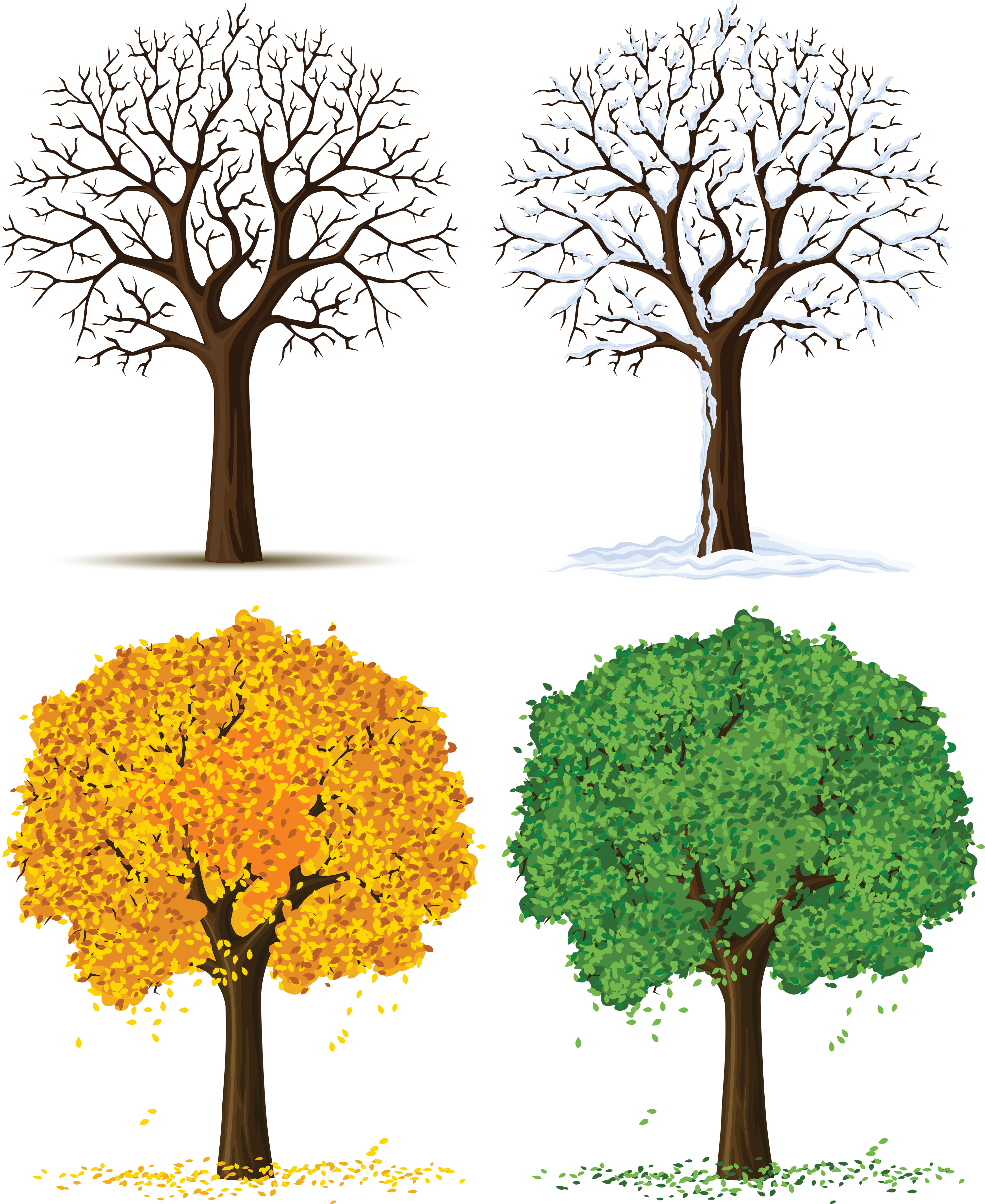 Four Seasons Tree Clipart