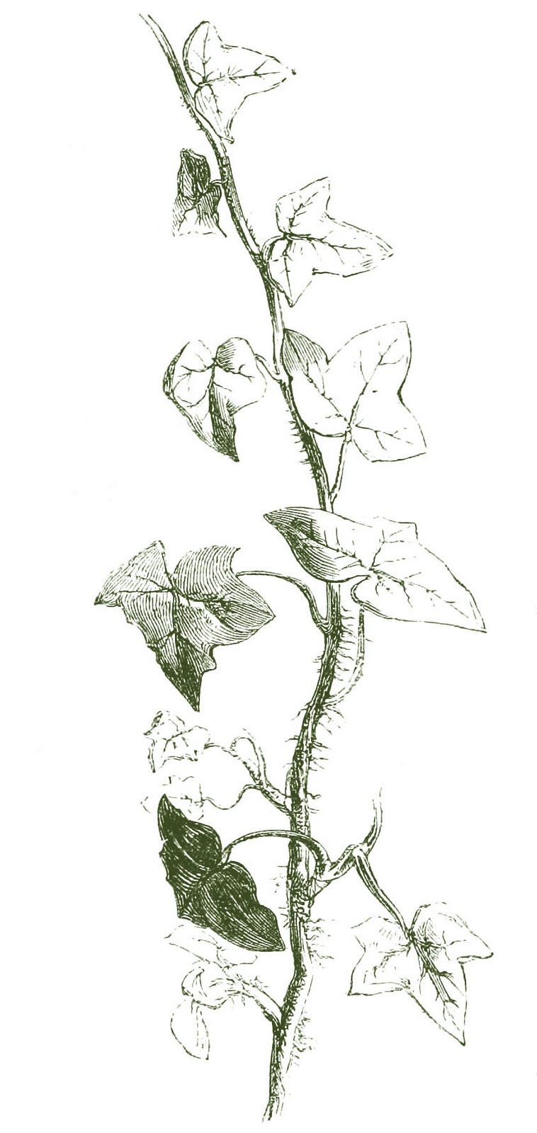 Antique Ivy Clipart 