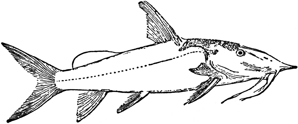 Catfish Clip Art 