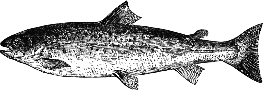 Clip art for fish clip art for salmon clipart clipart image