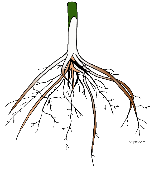 root cause analysis clipart flowers