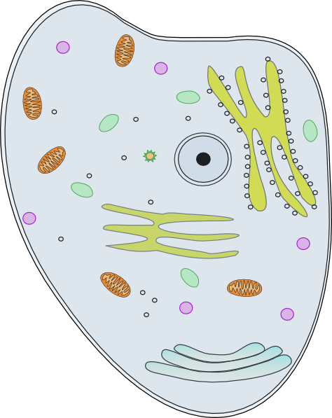 human cell clipart - photo #5