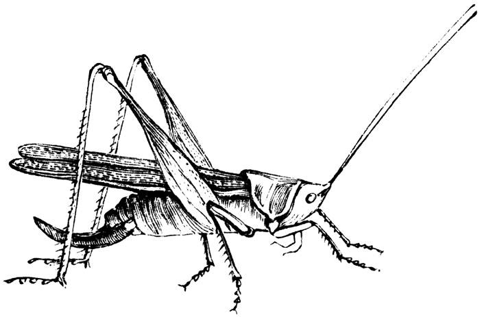 Grasshopper Clipart Black And White 