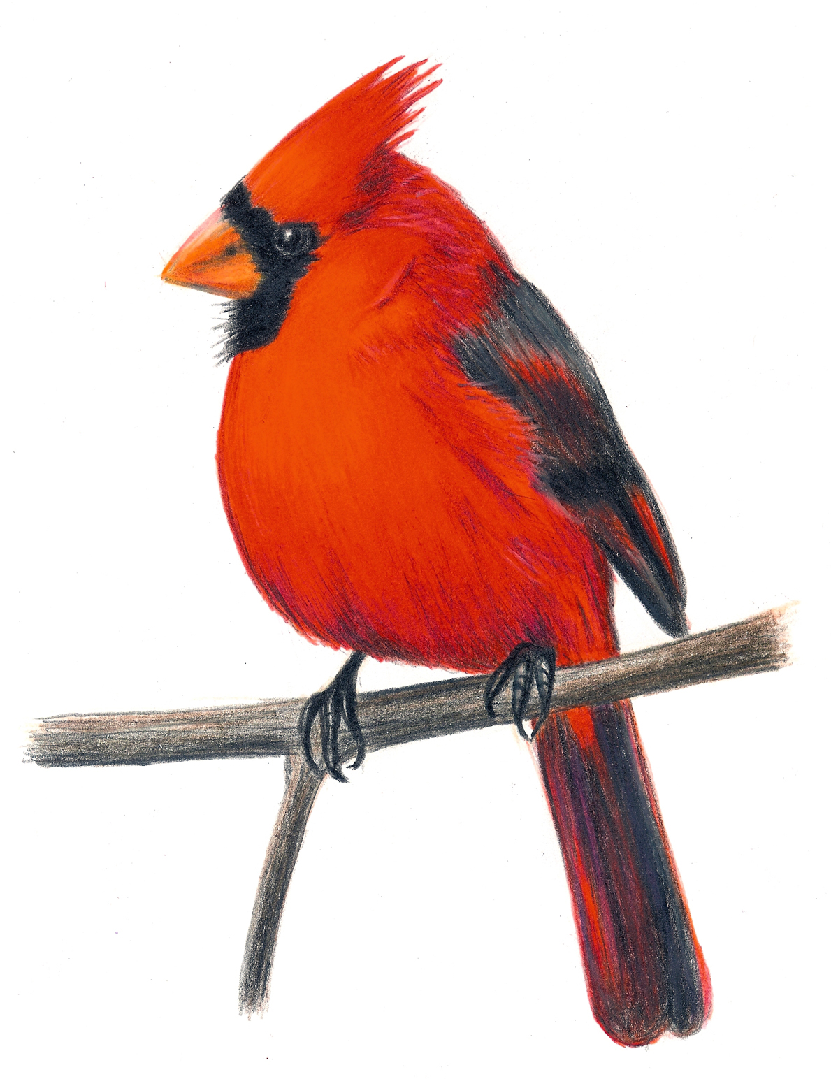 free-cardinal-cliparts-download-free-cardinal-cliparts-png-images