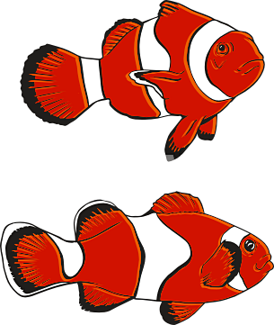 Clown Fish Clipart 