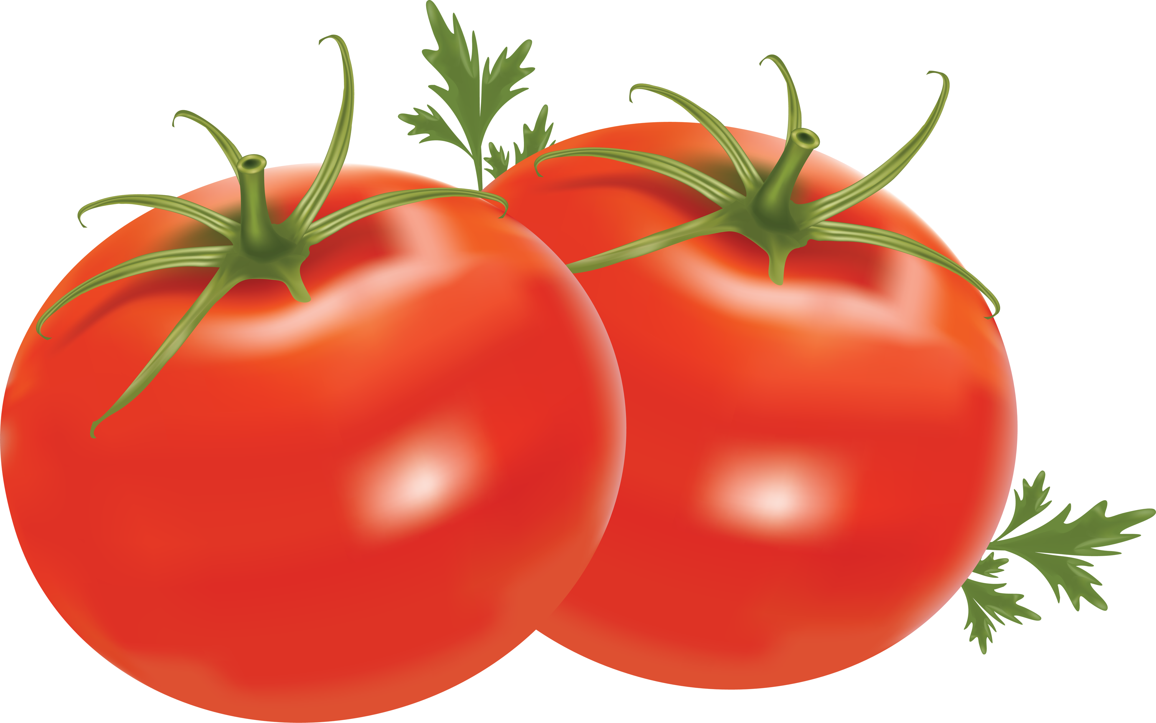 Tomato Clipart Black And White