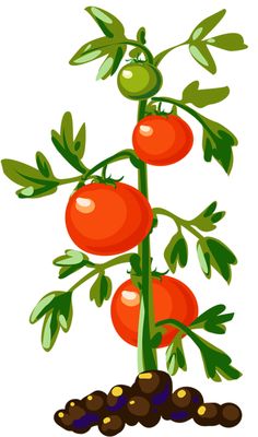 Tomato plant clipart