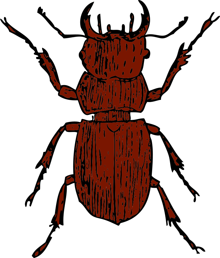 Free Beetle Cliparts Download Free Clip Art Free Clip Art On Clipart Library