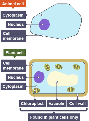 Animal Cell Bbc Bitesize Ks4 / Gcse Science Revision Biology Plant