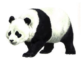 Free panda clipart clip art pictures graphics illustrations image