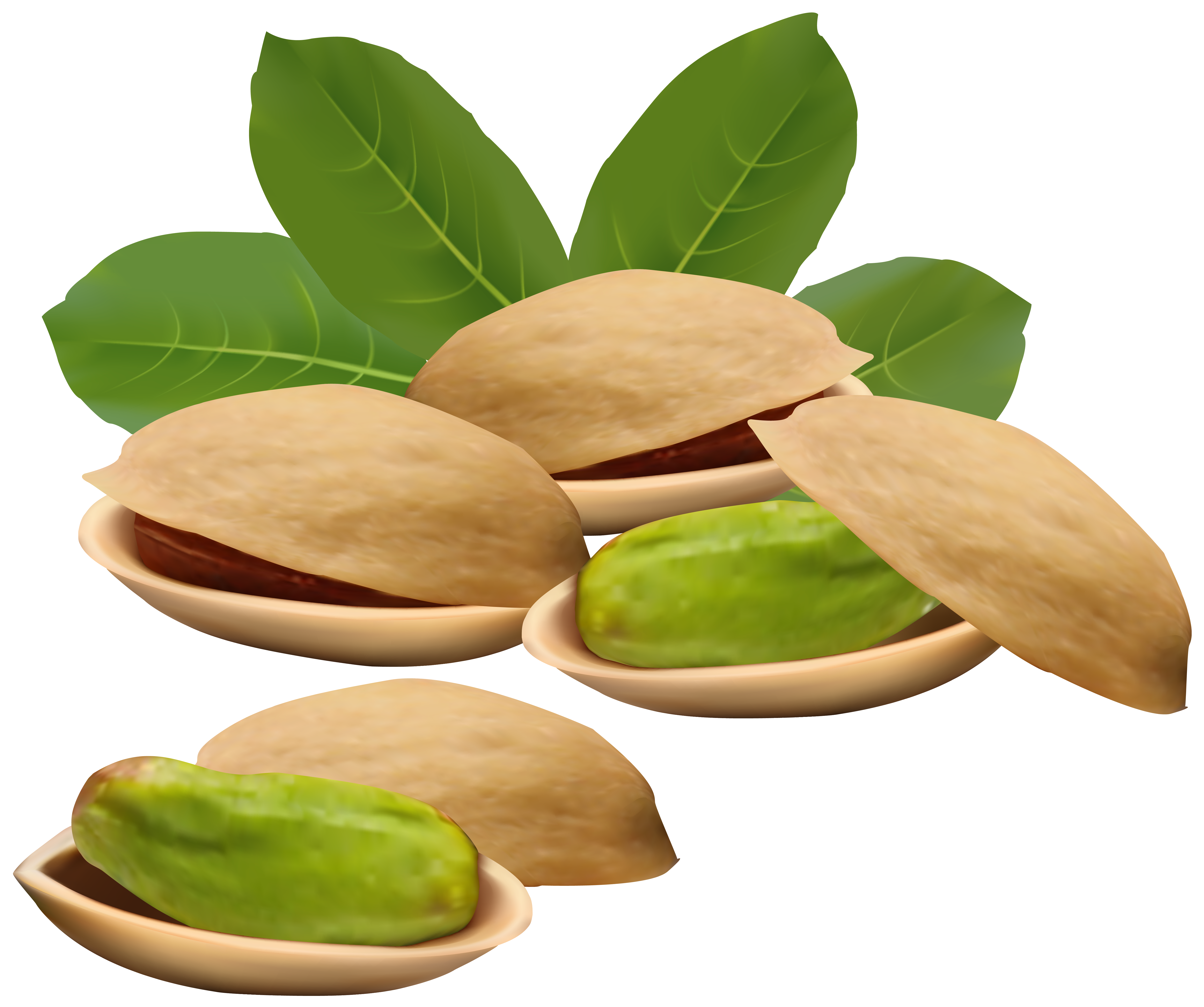 clipart of tree nuts - photo #20