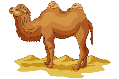 Funny Camel Pictures 