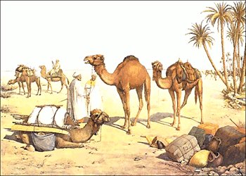Free camel clipart clip art pictures graphics illustrations 2 
