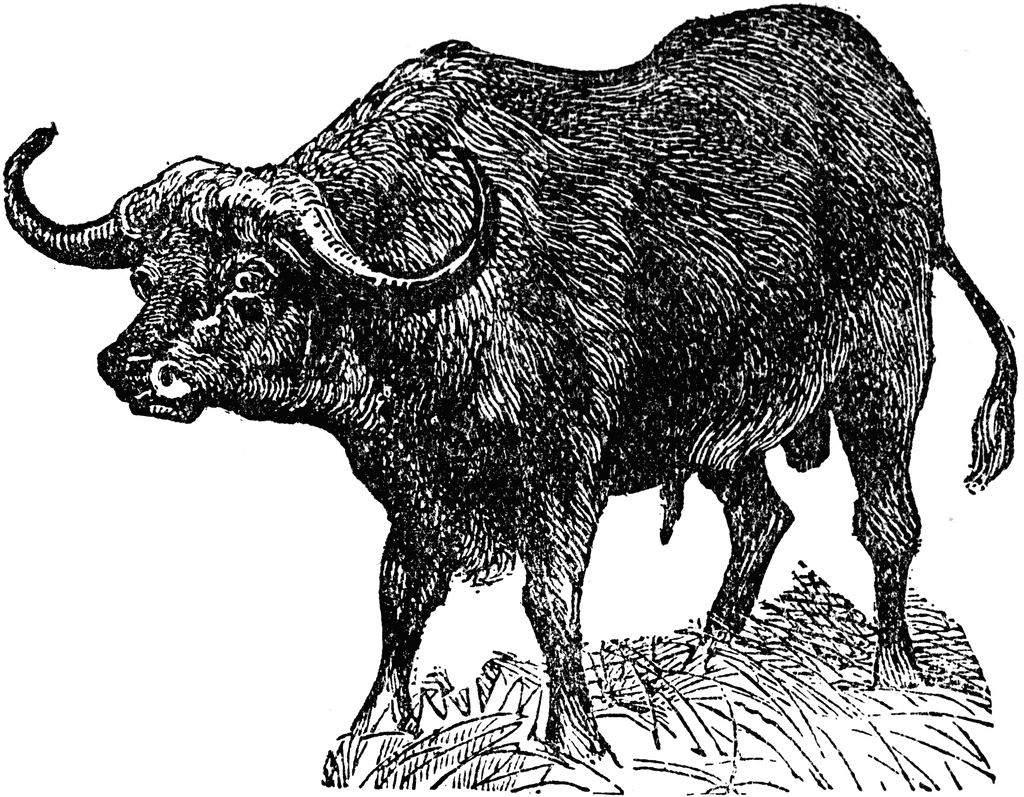 Cape buffalo clipart etc image