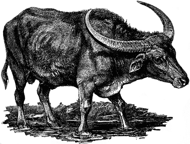 carabao black and white clipart