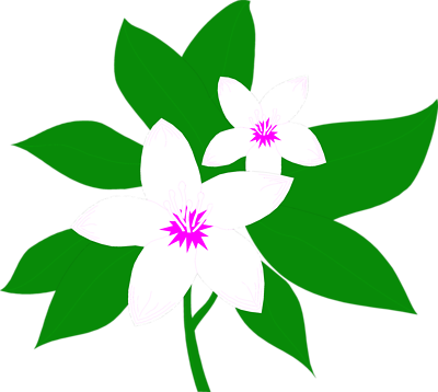 Featured image of post Sampaguita Plant Png This is my absolute favorite flower which represents my life in the philippines during my childhood years