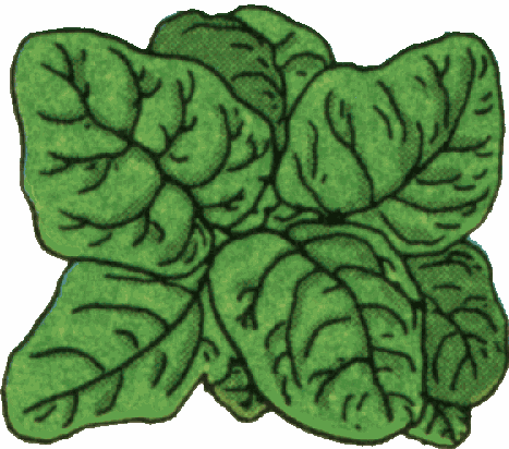 spinach leaf clipart