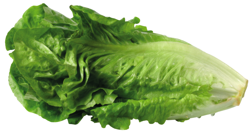 lettuce leaf clip art - photo #24