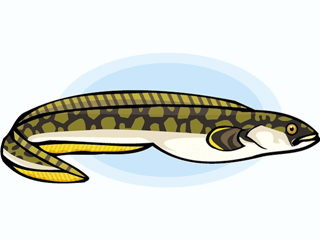 Clip Art Eel Clipart eel clipart free download clip art on clipart