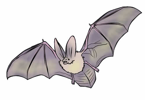 Bat Clip Art Free