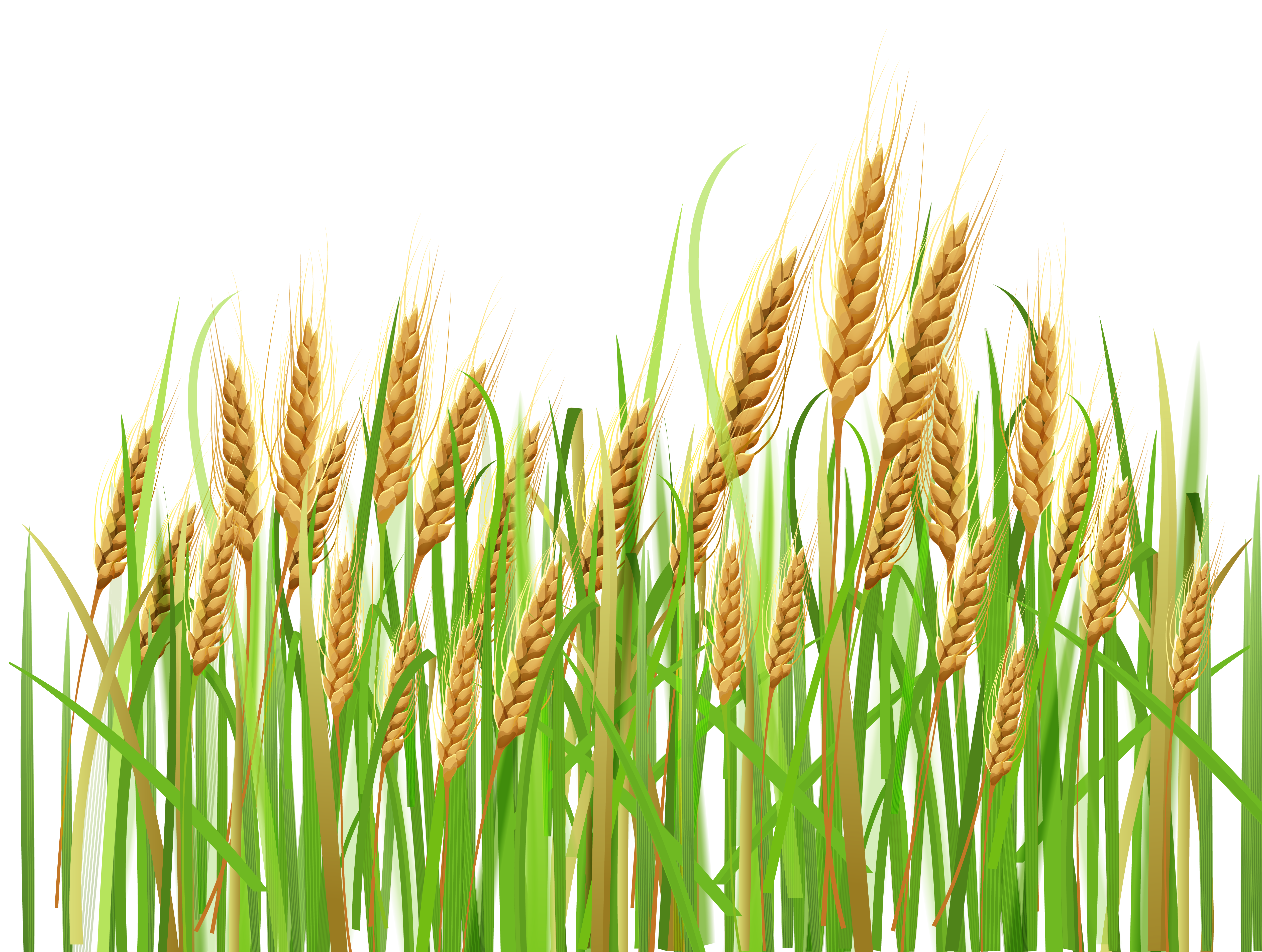 Free Wheat Cliparts Download Free Wheat Cliparts Png Images Free Cliparts On Clipart Library