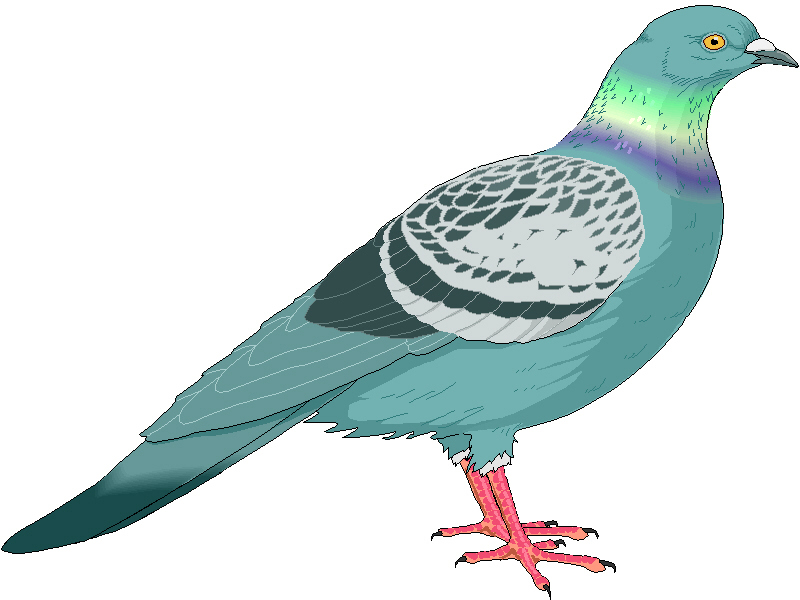 Pigeon clipart free clipart image image